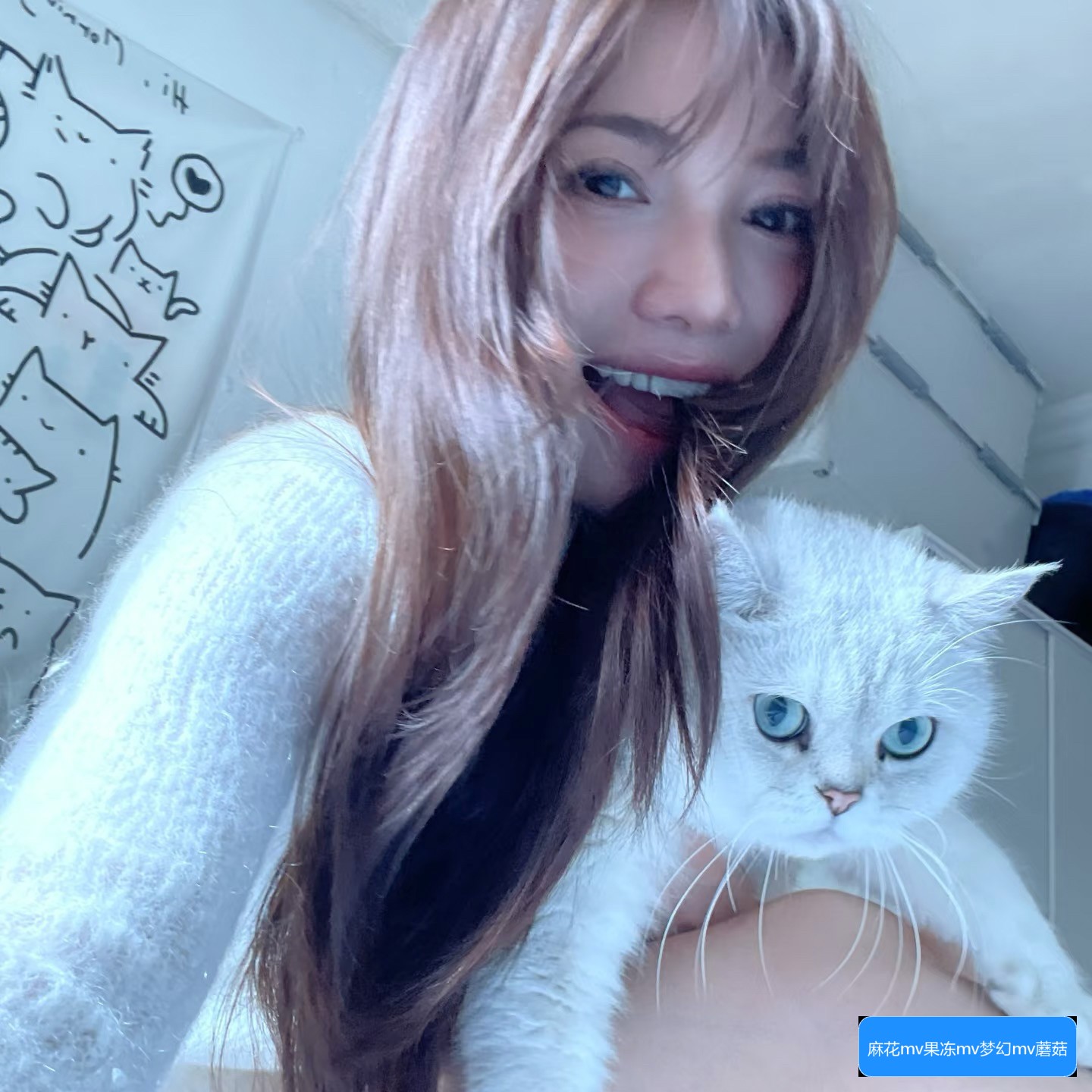 麻花MV、果冻MV、梦幻MV和蘑菇MV有哪些不同之处和背后故事